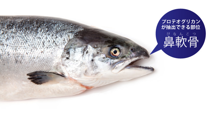 軟骨ケア成分のプロテオグリカンって？